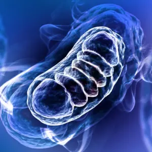 Neue Wege in der Mitochondrialen Diagnostik: Die faszinierende Verbindung von IHHT und innovativer Labordiagnostik